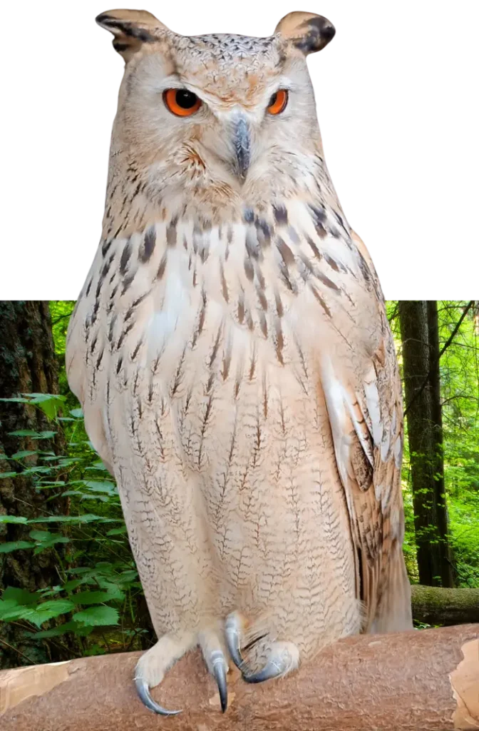 Búho Siberiano Helga posado en tronco durante exhibición de cetrería en España