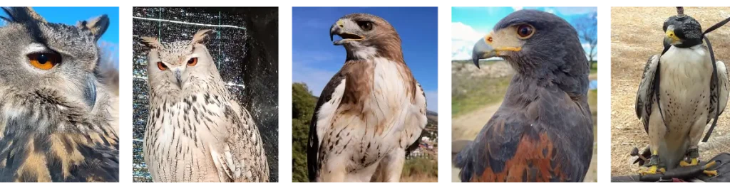 Retratos de aves rapaces: búhos, halcones y águilas usados en cetrería.