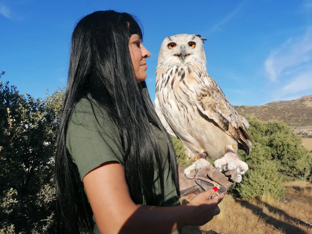 Búho Siberiano en cetrería con entrenadora en España